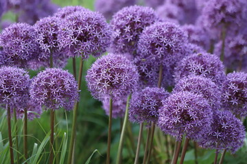 Purple Allium Giganteum, or giant onion or ornamental onion in garden.