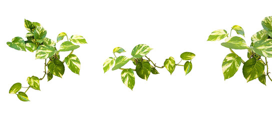 Eco minimalistic green Epipremnum pinnatum elements and foliage isolated on empty background for decorative natural banner, Vibrant and organic botanical leaves design, room mockup scene, studio light