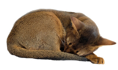 Adorable curled Abyssinian cat sleeping on white home plaid blanket, sweet close up of peaceful feline, perfect for pet product ads, cozy home decor theme, happy veterinary promotions