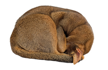 Happy curled up Abyssinian sleeping on soft white plaid textile, cute close up photo for pet brand marketing, cat packaging, animal shelter promotions, animal clinic walls or pet store decor