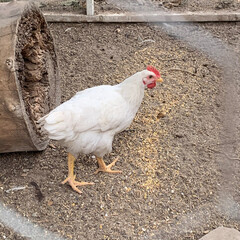 free range chicken