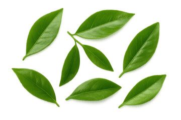 Eight vibrant green tea leaves falling against a transparent background, creating a natural and refreshing image