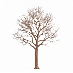 Obraz premium Bare Brown Tree Isolated on White Background