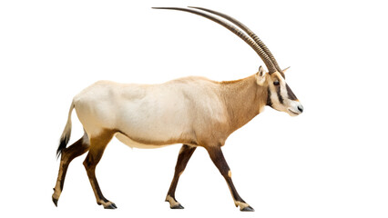 Arabian Oryx Standing, Isolated on a Transparent Background