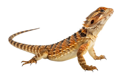 Obraz premium Armadillo Girdled Lizard Isolated on a Transparent Background