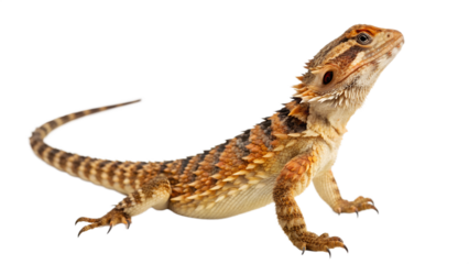 Armadillo Girdled Lizard Isolated on a Transparent Background