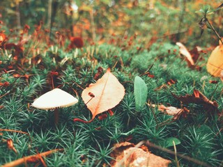 autumn leaves on grass
