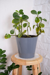 Indoor flowers are in the hall