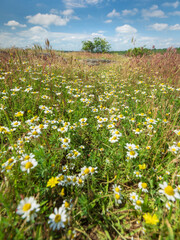 portrait view to meadow of camomiles in summer day