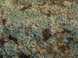 abstract view to moss on granite boulder with texture