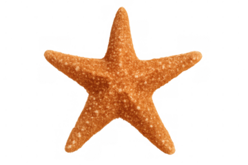 Orange starfish revealing detailed surface texture, symmetrical five-point structure against clean transparent backdrop