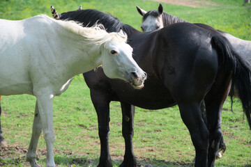 Fototapeta premium white mare with other horses on ranch in Slovakia