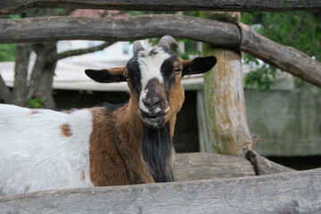 portrait of a domestic goat on a farm close-up. Head of a farm animal