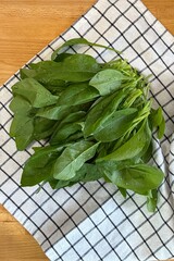 healthy produce from the vegetable garden. harvest of spinach leaves .
