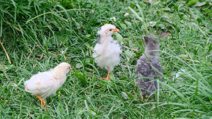 Chicks walk and graze in the thick green grass. village animals, poultry