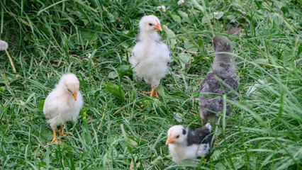 Chicks walk and graze in the thick green grass. village animals, poultry