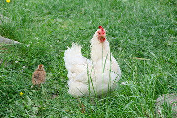 big white hen walks on a green meadow with her chick