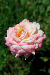 Colorful roses in summer garden