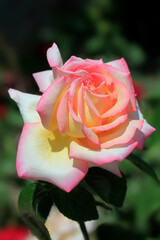 Colorful roses in summer garden