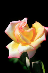 Colorful roses in summer garden