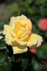 Colorful roses in summer garden