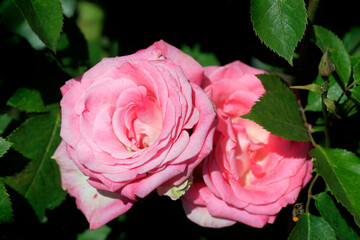 Colorful roses in summer garden