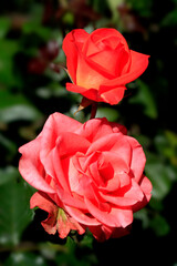 Colorful roses in summer garden