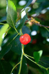 Red cherries in cherry tree