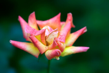 Colorful roses in summer garden