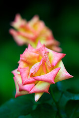 Colorful roses in summer garden