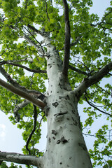 Platanus tree with green leaves 