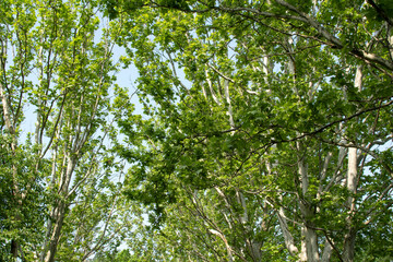 Platanus tree with green leaves 