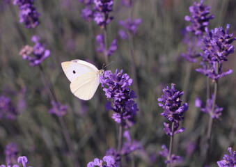 Lavender field lavender bloom lavender plants summer sunny day butterflies bees flying floral meadow fragrance purple nature romantic scene countryside natural beauty relaxing scent