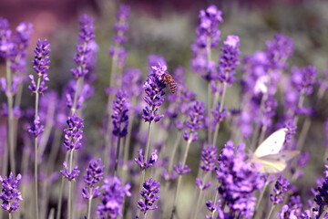 Lavender field lavender bloom lavender plants summer sunny day butterflies bees flying floral meadow fragrance purple nature romantic scene countryside natural beauty relaxing scent