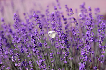 Lavender field lavender bloom lavender plants summer sunny day butterflies bees flying floral meadow fragrance purple nature romantic scene countryside natural beauty relaxing scent
