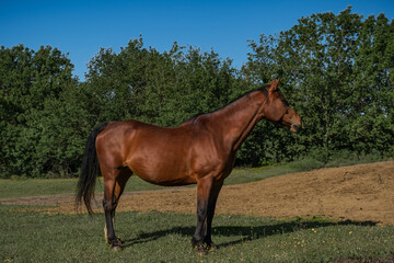 Fototapeta premium Horse white stripe in a fence, Tuscany Italy