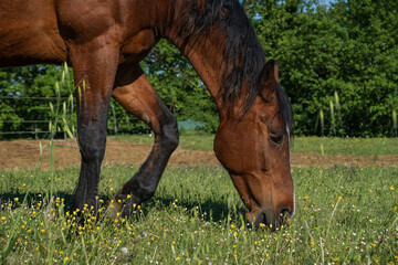 Horse white stripe in a fence, Tuscany Italy