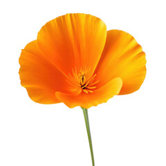 California poppy flower png orange flower png state flower png delicate bloom png ornamental flower png wildflower png bright poppy png meadow bloom png transparent background image