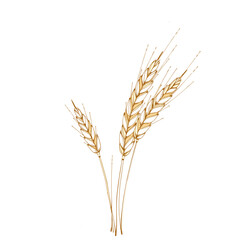 hand-drawn vector illustration Wheat Ears