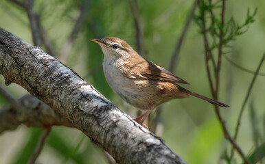 Side-View Of A Cetti's Warbler (Cettia Cetti)