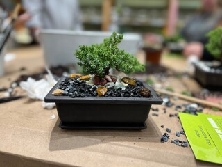 Miniature bonsai trees in handcrafted containers at plant workshop