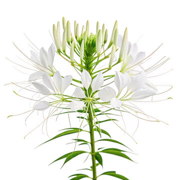 Cleome flower png spider flower png tall plant png pink bloom png garden annual png fragrant flower png airy flower png ornamental plant png transparent background image