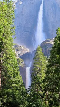 Yosemite Falls seen through the trees at Yosemite National Park in California. Vertical Video.