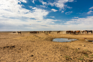 Wild horses drinking water from a spring in the desert of the Aral Sea,  Uzbekistan