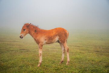 horse in the field