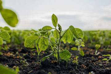 Young soybean plants emerge from rich soil under soft sunlight, indicating a promising growing...