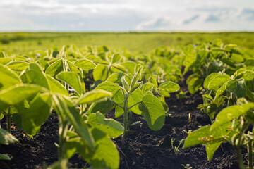 Soybean plants thrive in a well-tended field, showcasing rich greenery and healthy growth as...