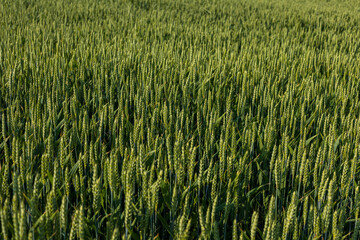 Rows of vibrant green wheat stalks stand tall in a vast field, basking in sunlight during the...