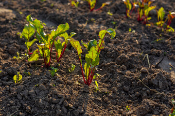 Young sugar beet plants emerge from rich soil, basking in sunlight on a warm day, showcasing vibrant green leaves and earthy tones