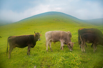 cows on the meadow